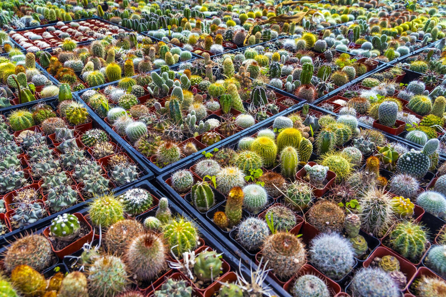 Most Common Cactus Questions: 7. Are There Any Special Tools Or Equipment Needed For Shopping For Cacti?
