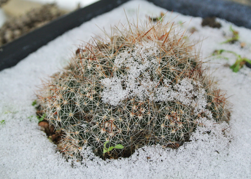 Most Common Cactus Questions: 13. Can Cacti Withstand Cold Temperatures And Frost?