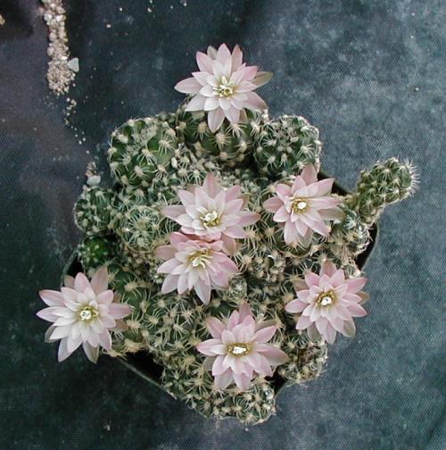 Most Common Cactus Questions:  9. Are There Any Specific Seasons Or Times Of The Year When Cacti Are More Readily Available?