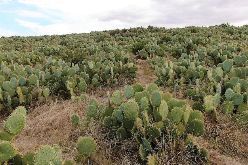 Most Common Cactus Questions: 19. Can cacti be invasive if planted in certain areas?