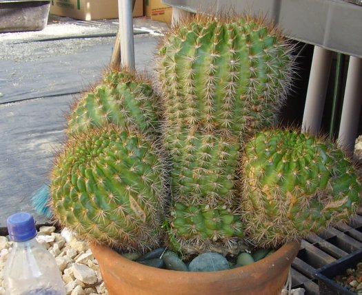 Most Common Cactus Questions: 8. Can I Find Rare Or Exotic Cacti In Local Stores?