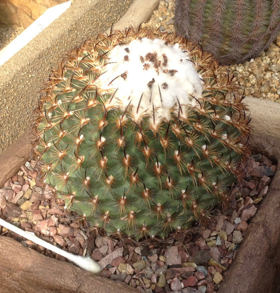 Most Common Cactus Questions:  3. How Much Sunlight Does A Cactus Need?