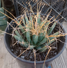 Load image into Gallery viewer, Leuchtenbergia principis Agave Ferocactus Long Paper Spines Cactus 144