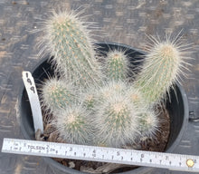 Load image into Gallery viewer, Echinocereus rayonesensis Clumping White Stems with Purple Flowers Candle Cactus