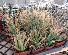 Load image into Gallery viewer, Leuchtenbergia principis Agave-like cactus with long, paper-thin spines 18