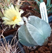 Load image into Gallery viewer, Astrophytum myriostigma Bishop's Cap Spineless Cactus 25
