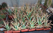 Load image into Gallery viewer, Leuchtenbergia principis Agave-like cactus with long, paper-thin spines 18