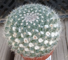 Load image into Gallery viewer, Mammillaria hahniana Snowball Pincushion Cactus Pink Flowers 39