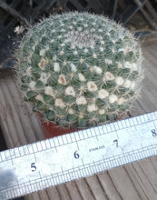 Load image into Gallery viewer, Mammillaria hahniana Snowball Pincushion Cactus Pink Flowers 39