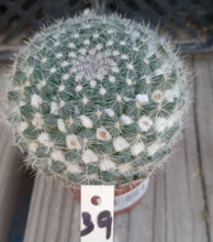 Load image into Gallery viewer, Mammillaria hahniana Snowball Pincushion Cactus Pink Flowers 39
