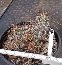 Load image into Gallery viewer, Echinocereus engelmannii Hedgehog Clumping Brown Stems Magenta Flowers Full Sun