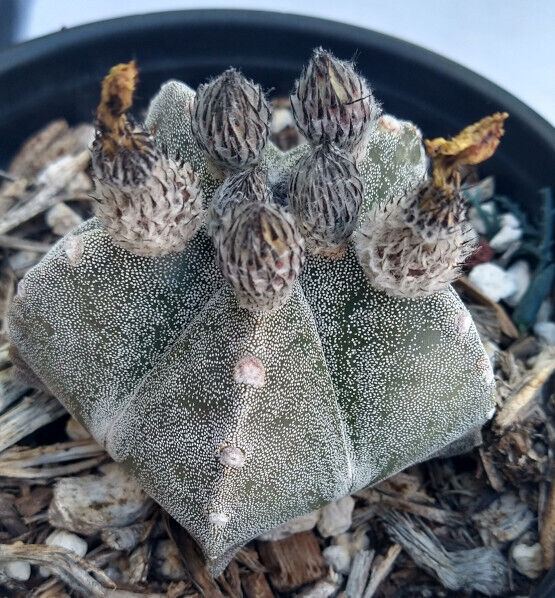 Astrophytum myriostigma Bishop's Cap Spineless Cactus 111