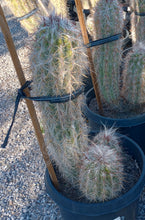 Load image into Gallery viewer, Oreocereus celsianus Old Man Beard Cactus Columnar XLarge Specimens
