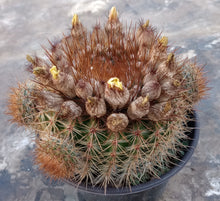 Load image into Gallery viewer, Notocactus schlosseri Bronze Volley Ball Size Globular Cactus 97