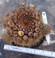 Load image into Gallery viewer, Notocactus schlosseri Bronze Volley Ball Size Globular Cactus 97