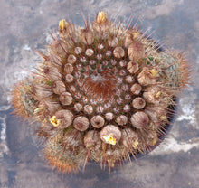Load image into Gallery viewer, Notocactus schlosseri Bronze Volley Ball Size Globular Cactus 97