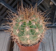 Load image into Gallery viewer, Echinopsis atacamensis South American Saguaro Brown Spines 47