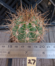 Load image into Gallery viewer, Echinopsis atacamensis South American Saguaro Brown Spines 47