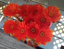 Load image into Gallery viewer, Chamaecereus silvestrii Giant Peanut Spreading Cactus Orange Flowers 21
