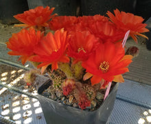 Load image into Gallery viewer, Chamaecereus silvestrii Giant Peanut Spreading Cactus Orange Flowers 21
