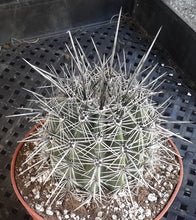 Load image into Gallery viewer, Carnegiea gigantea Icon of American Sonoran Desert Saguaro Cactus 172