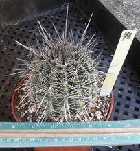 Load image into Gallery viewer, Carnegiea gigantea Icon of American Sonoran Desert Saguaro Cactus 172