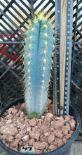 Load image into Gallery viewer, Pilosocereus azureus Blue Torch Cactus 3 Sizes to Choose From
