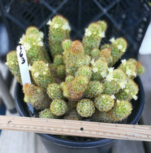 Load image into Gallery viewer, Mammillaria elongata Gold Lace Cactus Huge Pickle Stem Specimens
