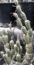 Load image into Gallery viewer, Tephrocactus articulatus v. strobiliformis Knob Cone Few Paper Spines Cactus 4x