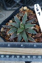 Load image into Gallery viewer, Agave victoria-reginae compacta Queen Victoria Agave