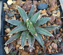 Load image into Gallery viewer, Agave victoria-reginae compacta Queen Victoria Agave