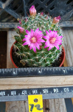 Load image into Gallery viewer, Mammillaria zeilmanniana Clumping Pink Flowers Cactus