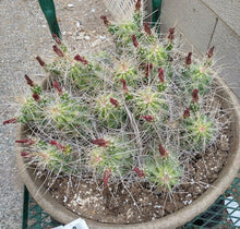 Load image into Gallery viewer, Echinocereus enneacanthus Lavender Flowers Super Clumps Cactus Cold Hardy ML