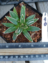 Load image into Gallery viewer, Agave victoria-reginae compacta Queen Victoria Agave
