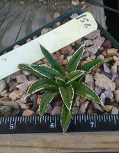 Load image into Gallery viewer, Agave victoria reginae Queen of Agaves Compact Form