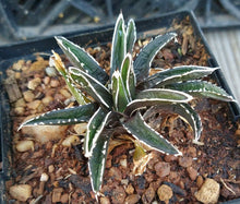 Load image into Gallery viewer, Agave victoria-reginae compacta Queen Victoria Agave