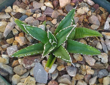 Load image into Gallery viewer, Agave victoria reginae Queen of Agaves Compact Form