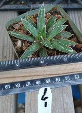 Load image into Gallery viewer, Agave victoria-reginae compacta Queen Victoria Agave