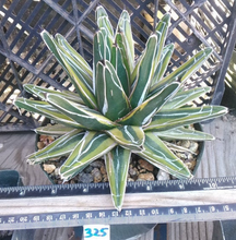 Load image into Gallery viewer, Agave victoria reginae Queen of Agaves Variegated Form 325