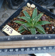 Load image into Gallery viewer, Agave victoria-reginae compacta Queen Victoria Agave