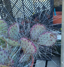 Load image into Gallery viewer, Opuntia macrocentra Extra Long Spines Cold Hardy Cactus 1Pad