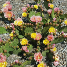 Load image into Gallery viewer, Opuntia Pina Colada Bi-Colored Flowers Beauty Cold Hardy Cactus 1 Pad