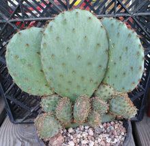 Load image into Gallery viewer, Opuntia violacea Santa Rita Big Round Pads Cold Hardy Whole Plant