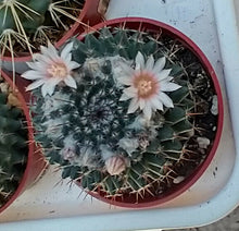 Load image into Gallery viewer, Mammillaria sempervivi Tightly Packed Pyramid Tubercles Cactus 1