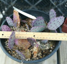 Load image into Gallery viewer, Opuntia gosseliniana Arizona Santa Rita Small Purple Pads Cold Hardy 1 Pad
