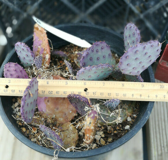 Opuntia gosseliniana Arizona Santa Rita Small Purple Pads Cold Hardy 1 –