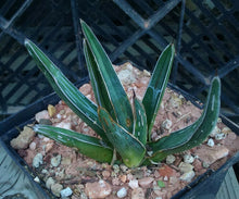 Load image into Gallery viewer, Agave ferdinand regis King of Agaves Tricuspid Terminal Spines