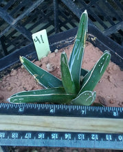Load image into Gallery viewer, Agave ferdinand regis King of Agaves Tricuspid Terminal Spines