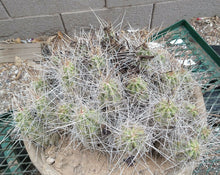 Load image into Gallery viewer, Echinocereus enneacanthus Lavender Flowers Super Clumps Cactus Cold Hardy SL