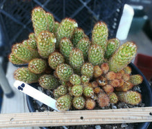 Load image into Gallery viewer, Mammillaria elongata Gold Lace Cactus Huge Pickle Stem Specimens